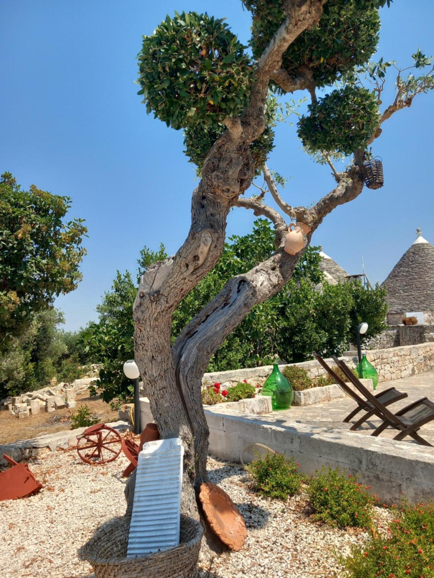 Pensjonat Trullo Monte Del Sale Alberobello Zewnętrze zdjęcie
