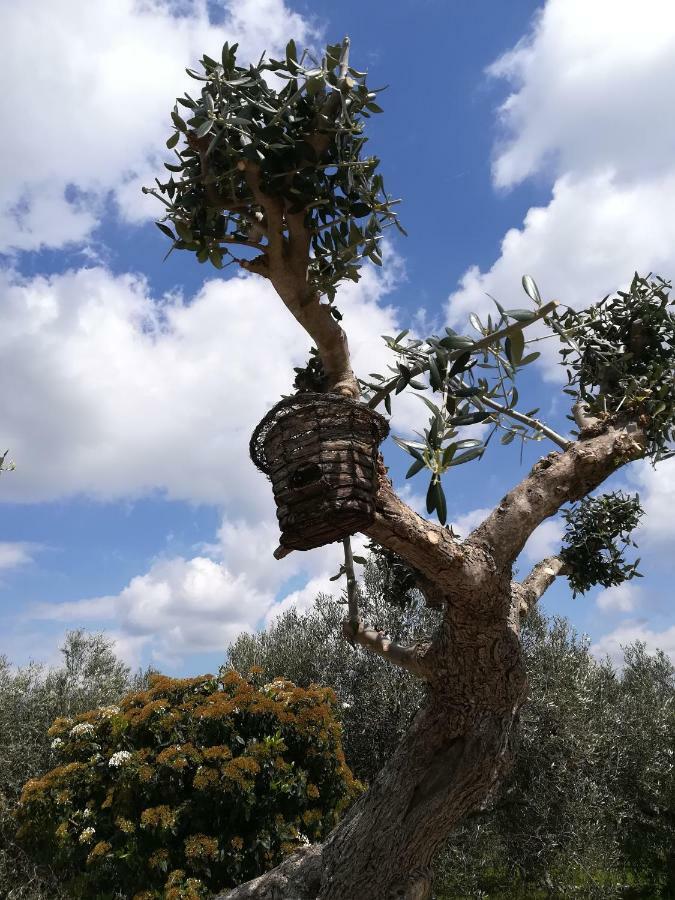 Pensjonat Trullo Monte Del Sale Alberobello Zewnętrze zdjęcie